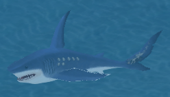 Blue Shark.png