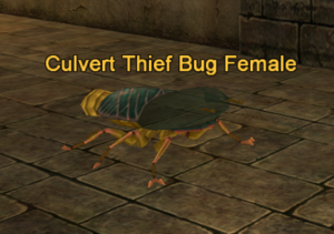 Culvert Thief Bug Female.png