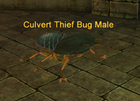 Culvert Thief Bug Male.png