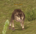 Brown Wolf.png